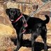 Aqua-Terra.Dog Canine Water Leak Detection (@aquadetection) Twitter profile photo Aqua-Terra.Dog Canine Water Leak Detection (@aquadetection) Twitter profile photo