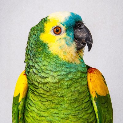 Former broadcast engineer and retired Internet engineer. Musician (Keys). I enjoy vintage computers. Caretaker of two wonderful Amazon parrots..