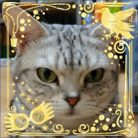 にゃー(necomee) (@neconyanmee) 's Twitter Profile