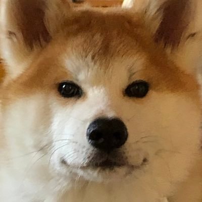 wfbQyy2jxHstdW3's profile picture. 娘の影響でBTS沼にハマってジン🐹大好きな 50代おばちゃんarmyです💁‍♀️ 2019 1/13 名古屋ドーム 7/7 長居ヤンマースタジアム 12/15 大阪京セラドーム 参戦💜 2021 🍁秋田犬を我が家に迎えました🐶2021年8月19日生まれ 名前はモチ ♂昭和歌謡SHOW-WA応援中ꉂꉂ📣😆✨