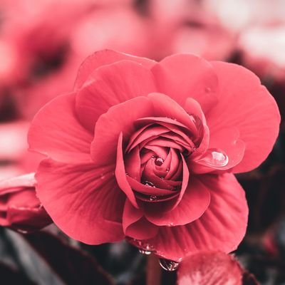 BruksHarlow's profile picture. #no two ways