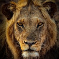Lion Knowles (@knowles_lion) 's Twitter Profile Photo Lion Knowles (@knowles_lion) 's Twitter Profile Photo