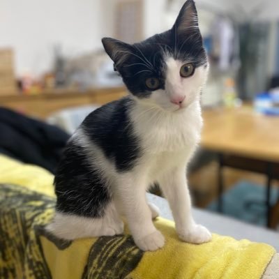 moko70122988's profile picture. ルッテちゃんという猫を飼ってます🐱中3と中2の息子がいます🙎‍♂️シングルマザーでも3社目の転職に成功しました〜大企業サバイバーモコです⚔