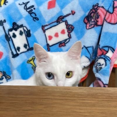 d2027s2029's profile picture. 関西中受予定。一般的なサラリーマン家庭。親はどちらも公立なので中学受験は初。皆様の情報にとても助けられています🫶🏻同じ校舎かな？！と思ってもお互いスルーし合いましょう🤣綺麗で安全な日本が好きで政治に興味があります(支持政党なし保守🇯🇵)