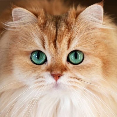 kuui44's profile picture. Sway me forever