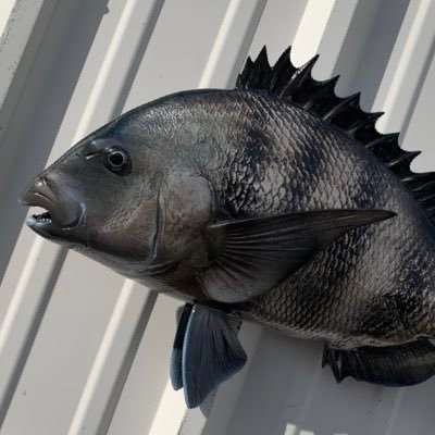 Since 2001 MTFC has provided quality fish replicas with superior service to anglers and decorators. Our latest focus is bringing fish mounts into web3.0