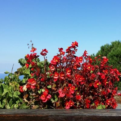 lemontimee's profile picture. 새콤아닌 시큼...😑