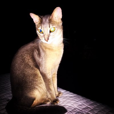 らんるんさんのプロフィール画像