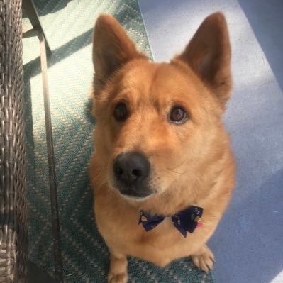 I’m a 8-9ish year old golden chow mix. I’ve been in my furever home for 5 years. Love to chase lizards, and sleep on the couch.