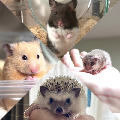 おはぎ🦔おもち🐹おいも🐹おかか🐀 ハリネズミ、ハムスター2匹、アフリカヤマネの小動物一家🏠 💓👨🏽👩🏼2人で更新します🫶🏻