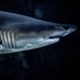 シャーク@肛門フェチ×アナル動画の虜ww (@shark_erolove) Twitter profile photo シャーク@肛門フェチ×アナル動画の虜ww (@shark_erolove) Twitter profile photo