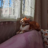 kalbikrkminnoş (@kalbikrkkedi) 's Twitter Profile Photo kalbikrkminnoş (@kalbikrkkedi) 's Twitter Profile Photo