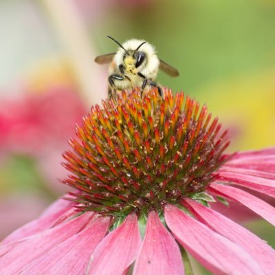 danodell's profile picture. Why is there no Dali Lama for the USA, France, Syria....? We need those voices.