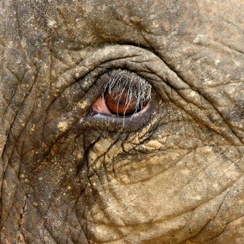 shirrra's profile picture. 