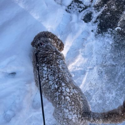 gajatz's profile picture. poljoprivrednik amater