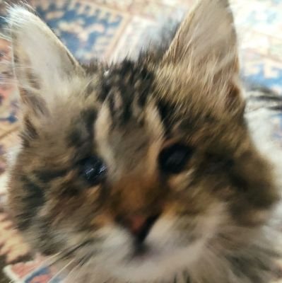 guelflow's profile picture. Live free or die...