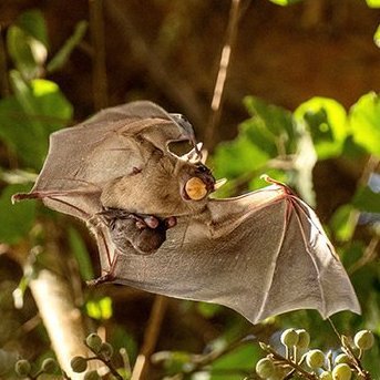 Just your friendly neighborhood bat.