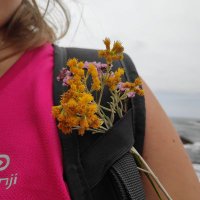 Emegé (@pepitapig) 's Twitter Profile