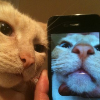 Twofacedcat's profile picture. Curious