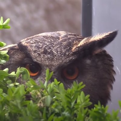 Sometimes an owl is just an owl.