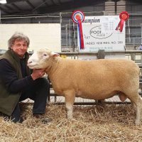 Centurion Dorset Sheep Breeding Group(@CenturionGroup2) 's Twitter Profile Photo