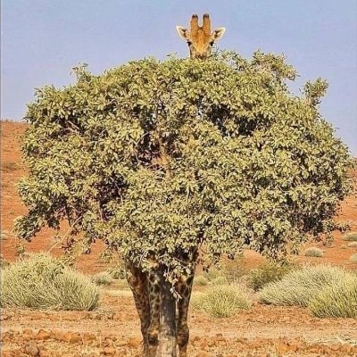 sebas_hgs9's profile picture. 🦒