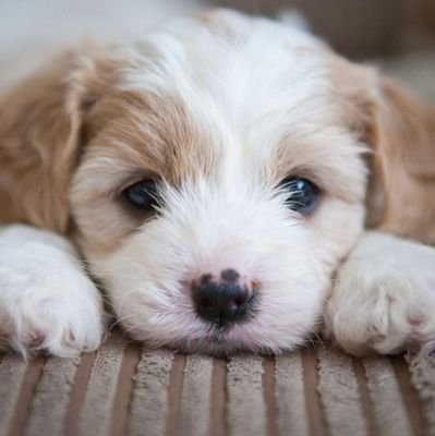 pritesh___'s profile picture. London