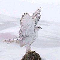 ضناني الشوق (@mohammadcold) 's Twitter Profile