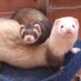 ferrets (@ferrets) Twitter profile photo ferrets (@ferrets) Twitter profile photo