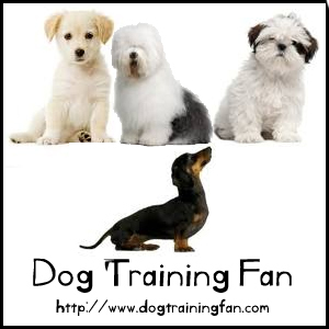 Dog lover and blogger, just bought DogTrainingFan and plan to improve it with some great blog posts about our canine friends.