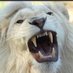 الليث فايز (@abualia_1) Twitter profile photo الليث فايز (@abualia_1) Twitter profile photo