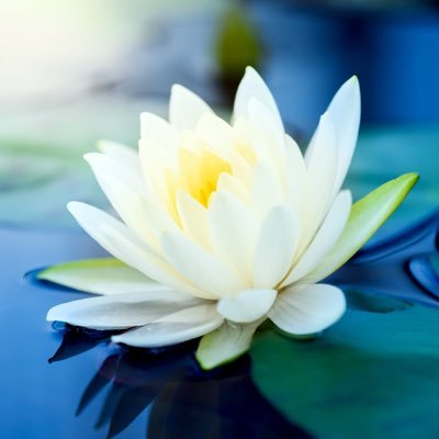 AmbOfWellness's profile picture. XILERATE YOUR WELLNESS JOURNEY!

Bringing affordable & simple wellness strategies to all…