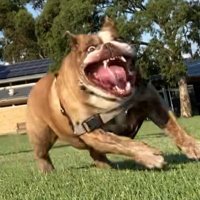 Josh (@littlej5) 's Twitter Profile Photo