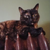 Max & Sushi remember Sweet Mina 🌈 (@sweetminakitty) Twitter profile photo