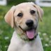 HuntersCreek Retrievers - Top Dog Training USA (@rufflivingusa) Twitter profile photo HuntersCreek Retrievers - Top Dog Training USA (@rufflivingusa) Twitter profile photo