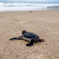 Go SlowSF (@gslowsf) 's Twitter Profile