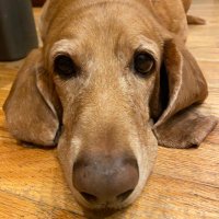Mrs Pribyl (@mrs_pribyl) 's Twitter Profile Photo Mrs Pribyl (@mrs_pribyl) 's Twitter Profile Photo