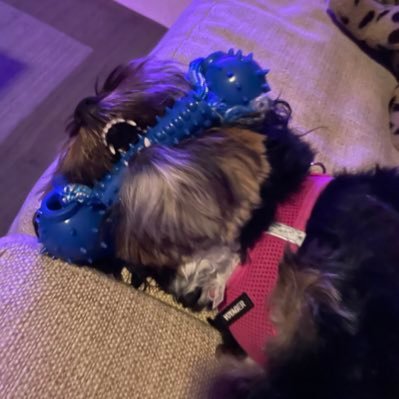 allisonnenglish's profile picture. fsu