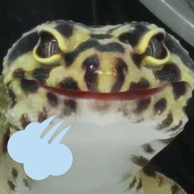 ゆるりと爬虫類たちと暮らしています。
ヒョウモントカゲモドキ/クレステッドゲッコー/ニホンヤモリ/スキンクヤモリ/アカハライモリ
7割ヤモリ垢状態🦎🦎🦎🦎🦎
●愛車:Copen/SRX400('91) /ストリートカップ('17)