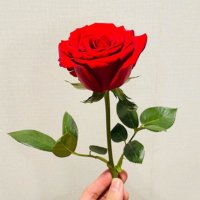 ハナモト (@hanacucia) 's Twitter Profile Photo