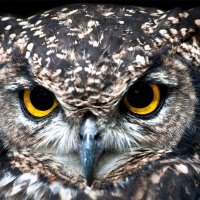 Minerva Owl (@minervaowl10) 's Twitter Profile Photo
