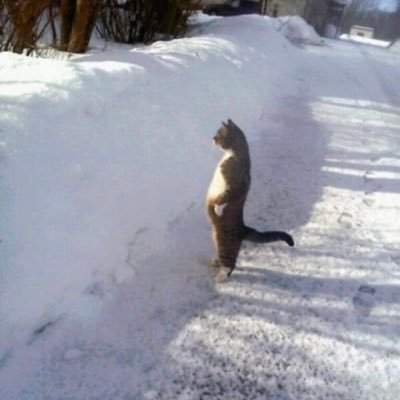 yogipharus's profile picture. 