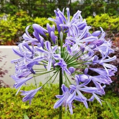 agapant85981522's profile picture. 