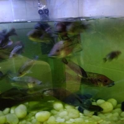 Thumari131's profile picture. Thumari hamaaree