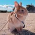 うちゃこ(🐰すてら) (@underthesea965) Twitter profile photo うちゃこ(🐰すてら) (@underthesea965) Twitter profile photo