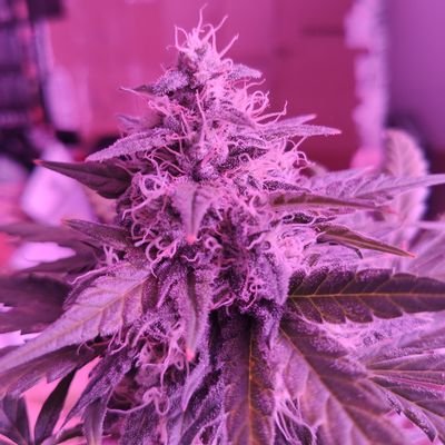 introvertido420's profile picture. Autocultivo lo que fumo.