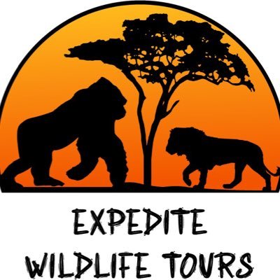 We are Expedite Wildlife Tours!! We organize trips to Uganda and Rwanda. We are specialists in these countries and we are located in Kampala, Uganda