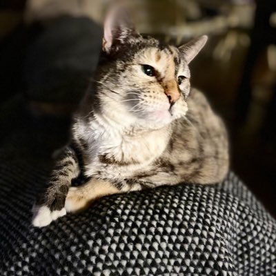 MrsMcGillicuddE's profile picture. Infinitely curious, fatally independent, and always open to a hearty laugh or heartfelt listen.