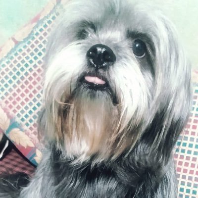 Devendr71977718's profile picture. I loves my Pet, Lhasa Apso Breed.