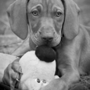 Daniel Bramley - @domespecialist - Twitter